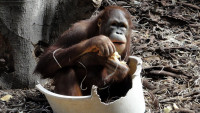 opicak ZOO Dvur 036